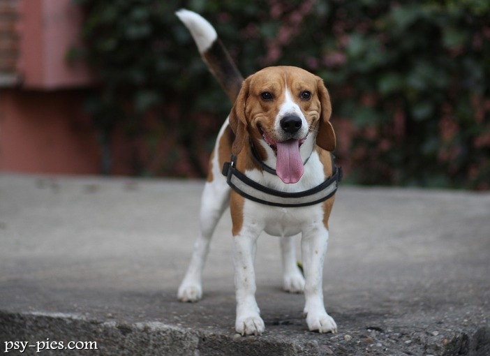 Czy beagle często chorują?