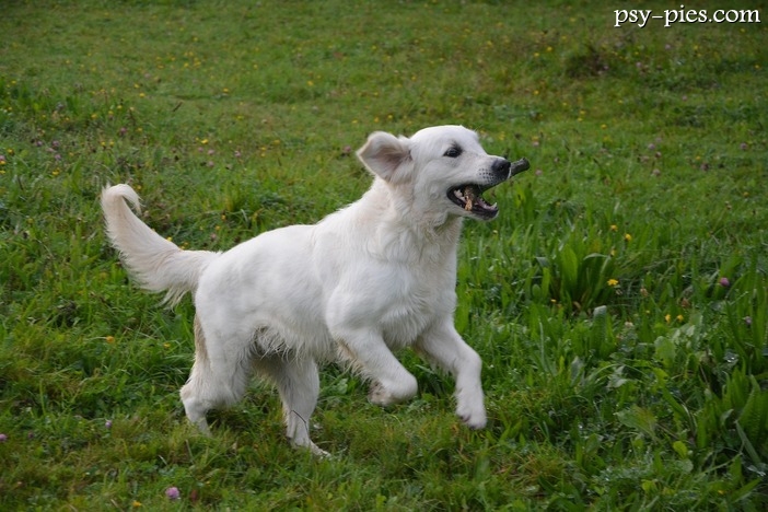 2397 Golden Retrieverów pobiło światowy rekord
