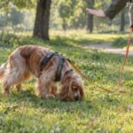 Pies nie słucha? 9 błędów właściciela i proste rozwiązania