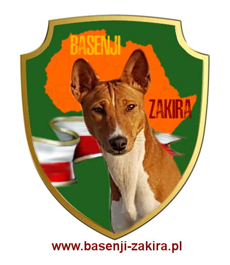 Zakira FCI - BASENJI & JRT